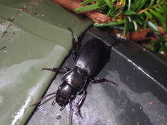 Pterostichus lama