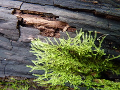 Lophocolea heterophylla