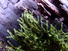 Lophocolea heterophylla