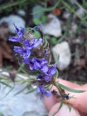 Hyssopus officinalis