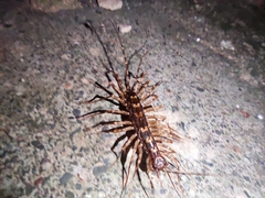 Thereuopoda clunifera