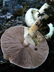 Agaricus pocillator