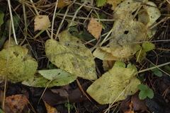 Viola hirta