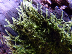 Lophocolea heterophylla