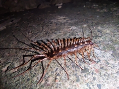 Thereuopoda clunifera