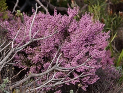 Erica hirtiflora