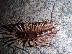 Thereuopoda clunifera