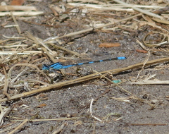 Enallagma carunculatum