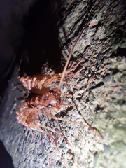 Thereuopoda clunifera