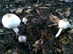 Agaricus pocillator