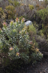 Protea coronata