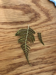 Dryopteris intermedia