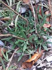 Hyssopus officinalis