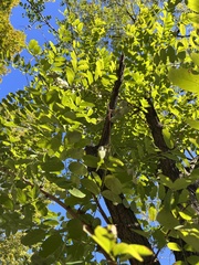 Robinia