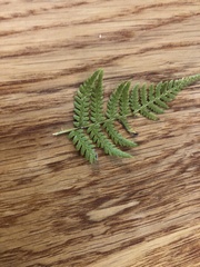 Dryopteris intermedia