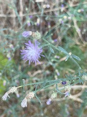 Centaurea