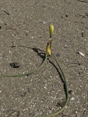 Zephyranthes bagnoldii