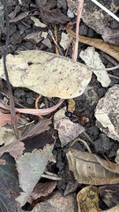 Camponotus americanus