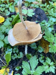 Conocybe inocybeoides
