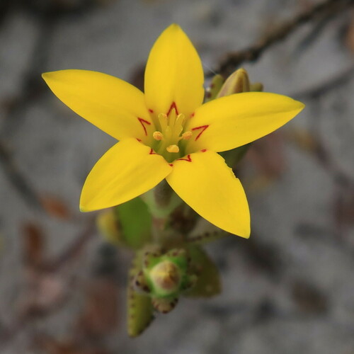 Crassula dichotoma