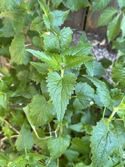 Fleischmannia incarnata