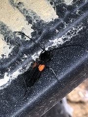 Tragidion coquus