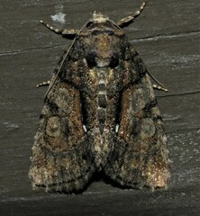 Chytonix palliatricula