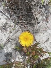 Lampranthus bicolor