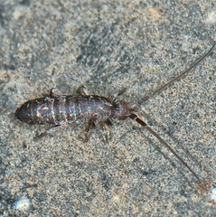 Tomocerinae