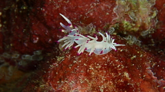 Flabellina llerae