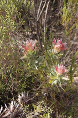 Protea coronata
