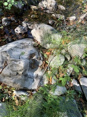 Rana boylii