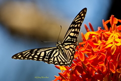 Papilio clytia