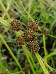 Cyperus difformis