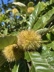 Castanea mollissima