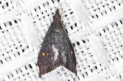 Microcausta bipunctalis