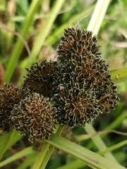 Cyperus difformis