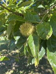 Castanea mollissima