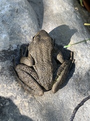 Rana boylii