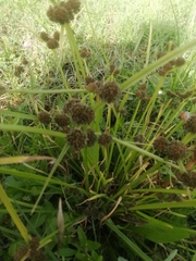 Cyperus difformis