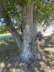 Castanea mollissima