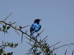 Lamprotornis superbus