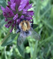 Bombus pascuorum