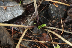 Viola hirta