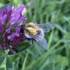 Bombus pascuorum