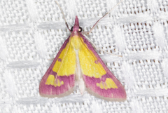 Choristostigma roseopennalis