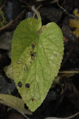 Viola hirta