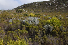 Syncarpha speciosissima