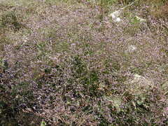 Limonium vulgare