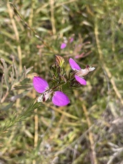 Polygala bracteolata